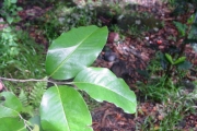 <strong>Ebenaceae - Diospyros borbonica - I.Richardson</strong><br />© Sarrailh Jean-Michel / CIRAD