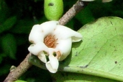 <strong>Ebenaceae - Diospyros borbonica - I.Richardson</strong><br />© Sarrailh Jean-Michel / CIRAD