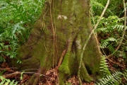 <strong>Ebenaceae - Diospyros borbonica - I.Richardson</strong><br />© Sarrailh Jean-Michel / CIRAD