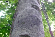 <strong>Ebenaceae - Diospyros borbonica - I.Richardson</strong><br />© Sarrailh Jean-Michel / CIRAD