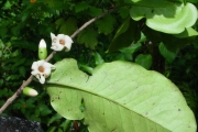 <strong>Ebenaceae - Diospyros borbonica - I.Richardson</strong><br />© Sarrailh Jean-Michel / CIRAD