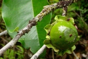 <strong>Ebenaceae - Diospyros borbonica - I.Richardson</strong><br />© Sarrailh Jean-Michel / CIRAD