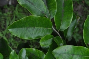 <strong>Ebenaceae - Diospyros borbonica - I.Richardson</strong><br />© Sarrailh Jean-Michel / CIRAD