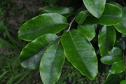 <strong>Ebenaceae - Diospyros borbonica - I.Richardson</strong><br />© Sarrailh Jean-Michel / CIRAD