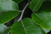 <strong>Ebenaceae - Diospyros borbonica - I.Richardson</strong><br />© Sarrailh Jean-Michel / CIRAD
