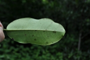 <strong>Ebenaceae - Diospyros borbonica - I.Richardson</strong><br />© Sarrailh Jean-Michel / CIRAD