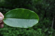 <strong>Ebenaceae - Diospyros borbonica - I.Richardson</strong><br />© Sarrailh Jean-Michel / CIRAD