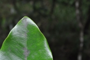 <strong>Ebenaceae - Diospyros borbonica - I.Richardson</strong><br />© Sarrailh Jean-Michel / CIRAD