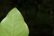 <strong>Ebenaceae - Diospyros borbonica - I.Richardson</strong><br />© Sarrailh Jean-Michel / CIRAD