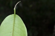 <strong>Ebenaceae - Diospyros borbonica - I.Richardson</strong><br />© Sarrailh Jean-Michel / CIRAD