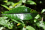 <strong>Ebenaceae - Diospyros borbonica - I.Richardson</strong><br />© Sarrailh Jean-Michel / CIRAD