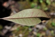<strong>Ebenaceae - Diospyros borbonica - I.Richardson</strong><br />© Sarrailh Jean-Michel / CIRAD