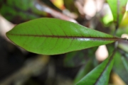 <strong>Ebenaceae - Diospyros borbonica - I.Richardson</strong><br />© Sarrailh Jean-Michel / CIRAD