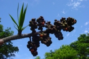 <strong>Ruscaceae - Dracaena reflexa - Lam.</strong><br />© Sarrailh Jean-Michel / CIRAD