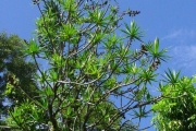 <strong>Ruscaceae - Dracaena reflexa - Lam.</strong><br />© Sarrailh Jean-Michel / CIRAD