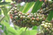<strong>Ruscaceae - Dracaena reflexa - Lam.</strong><br />© Baret Stéphane