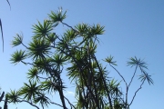 <strong>Ruscaceae - Dracaena reflexa - Lam.</strong><br />© Sarrailh Jean-Michel / CIRAD