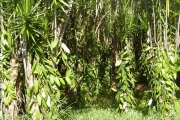 <strong>Ruscaceae - Dracaena reflexa - Lam.</strong><br />© Sarrailh Jean-Michel / CIRAD