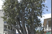 <strong>Ruscaceae - Dracaena reflexa - Lam.</strong><br />© Sarrailh Jean-Michel / CIRAD