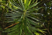 <strong>Ruscaceae - Dracaena reflexa - Lam.</strong><br />© Sarrailh Jean-Michel / CIRAD