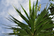 <strong>Ruscaceae - Dracaena reflexa - Lam.</strong><br />© Sarrailh Jean-Michel / CIRAD