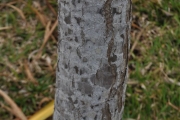 <strong>Ruscaceae - Dracaena reflexa - Lam.</strong><br />© Sarrailh Jean-Michel / CIRAD