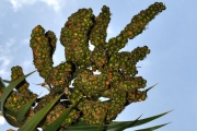 <strong>Ruscaceae - Dracaena reflexa - Lam.</strong><br />© Sarrailh Jean-Michel / CIRAD
