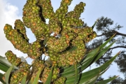 <strong>Ruscaceae - Dracaena reflexa - Lam.</strong><br />© Sarrailh Jean-Michel / CIRAD