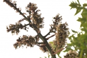 <strong>Ruscaceae - Dracaena reflexa - Lam.</strong><br />© Sarrailh Jean-Michel / CIRAD