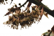 <strong>Ruscaceae - Dracaena reflexa - Lam.</strong><br />© Sarrailh Jean-Michel / CIRAD