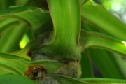 <strong>Ruscaceae - Dracaena reflexa - Lam.</strong><br />© Sarrailh Jean-Michel / CIRAD