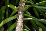 <strong>Ruscaceae - Dracaena reflexa - Lam.</strong><br />© Sarrailh Jean-Michel / CIRAD