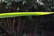 <strong>Ruscaceae - Dracaena reflexa - Lam.</strong><br />© Sarrailh Jean-Michel / CIRAD