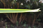 <strong>Ruscaceae - Dracaena reflexa - Lam.</strong><br />© Sarrailh Jean-Michel / CIRAD