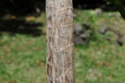 <strong>Ruscaceae - Dracaena reflexa - Lam.</strong><br />© Sarrailh Jean-Michel / CIRAD