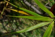<strong>Ruscaceae - Dracaena reflexa - Lam.</strong><br />© Sarrailh Jean-Michel / CIRAD