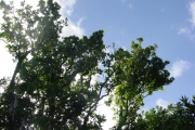 <strong>Putranjivaceae - Drypetes caustica - (Frapp. ex Cordem.) Airy Shaw</strong><br />© Sarrailh Jean-Michel / CIRAD