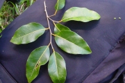 <strong>Putranjivaceae - Drypetes caustica - (Frapp. ex Cordem.) Airy Shaw</strong><br />© Sarrailh Jean-Michel / CIRAD