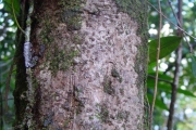 <strong>Putranjivaceae - Drypetes caustica - (Frapp. ex Cordem.) Airy Shaw</strong><br />© Sarrailh Jean-Michel / CIRAD