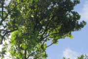 <strong>Putranjivaceae - Drypetes caustica - (Frapp. ex Cordem.) Airy Shaw</strong><br />© Sarrailh Jean-Michel / CIRAD