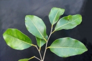 <strong>Putranjivaceae - Drypetes caustica - (Frapp. ex Cordem.) Airy Shaw</strong><br />© Sarrailh Jean-Michel / CIRAD