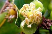 <strong>Putranjivaceae - Drypetes caustica - (Frapp. ex Cordem.) Airy Shaw</strong><br />© Métro Patrick