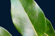 <strong>Putranjivaceae - Drypetes caustica - (Frapp. ex Cordem.) Airy Shaw</strong><br />© Sarrailh Jean-Michel / CIRAD