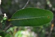 <strong>Putranjivaceae - Drypetes caustica - (Frapp. ex Cordem.) Airy Shaw</strong><br />© Sarrailh Jean-Michel / CIRAD