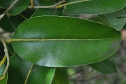 <strong>Putranjivaceae - Drypetes caustica - (Frapp. ex Cordem.) Airy Shaw</strong><br />© Sarrailh Jean-Michel / CIRAD