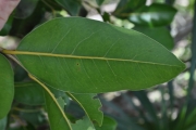 <strong>Putranjivaceae - Drypetes caustica - (Frapp. ex Cordem.) Airy Shaw</strong><br />© Sarrailh Jean-Michel / CIRAD