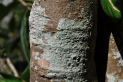 <strong>Putranjivaceae - Drypetes caustica - (Frapp. ex Cordem.) Airy Shaw</strong><br />© Sarrailh Jean-Michel / CIRAD