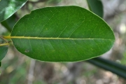 <strong>Putranjivaceae - Drypetes caustica - (Frapp. ex Cordem.) Airy Shaw</strong><br />© Sarrailh Jean-Michel / CIRAD