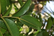 <strong>Putranjivaceae - Drypetes caustica - (Frapp. ex Cordem.) Airy Shaw</strong><br />© Sarrailh Jean-Michel / CIRAD