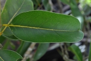 <strong>Putranjivaceae - Drypetes caustica - (Frapp. ex Cordem.) Airy Shaw</strong><br />© Sarrailh Jean-Michel / CIRAD